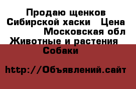 Продаю щенков Сибирской хаски › Цена ­ 15 000 - Московская обл. Животные и растения » Собаки   